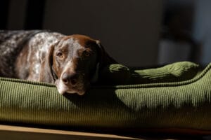 legowiska ślą psa kolekcji Cord Psie Wyrko